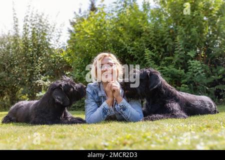 Woman is lying with two Big Schnauzer dogs outdoors smiling at the camera. Stock Photo