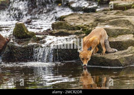 Cute fox is posing next to a waterfall drinking from a stream. Horizontally. Stock Photo