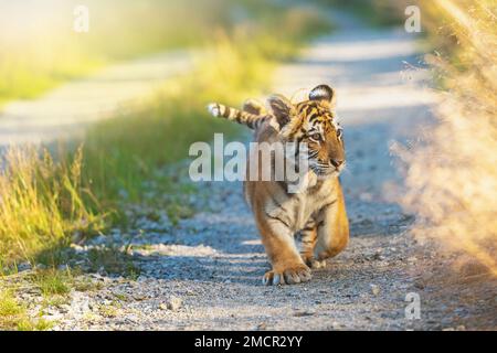 Cute pair of Bengal tiger cubs on a walk behind each other on a forest road in sunny day. Horizontally. Stock Photo