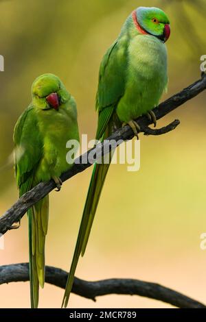 closeup of Rose ringed parakeet or ring necked parakeet or Psittacula krameri pair a couple parrot in natural green background keoladeo national park Stock Photo