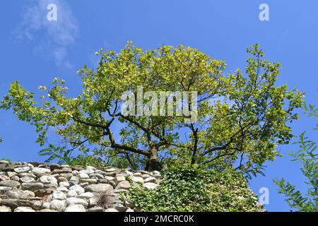 View from below on the thickly branched apricot tree above a wall of rock stones against the backdrop of a cloudy blue sky on a beautiful sunny day. Stock Photo