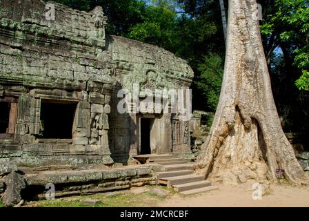 Fig Tree (Ficus sp) by gallery, Ta Prohm temple, Angkor complex, Siem Riep, Cambodia Stock Photo