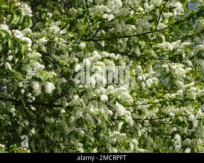Spring lush white flowers, bird cherry blossoms background Stock Photo