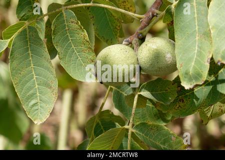 Green walnuts hanging on the tree in summer . Tuscany, Italy Stock Photo