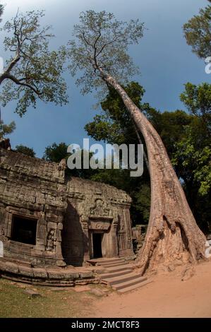 Fig Tree (Ficus sp) by gallery, Ta Prohm temple, Angkor complex, Siem Riep, Cambodia Stock Photo