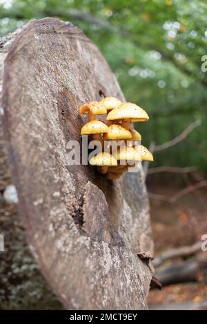 yellow mushrooms on a sawed-off tree trunk Stock Photo
