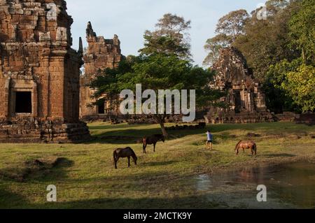 Horses grazing by pond, Prasat Suor Prat Towers, Angkor complex, Siem Riep, Cambodia Stock Photo