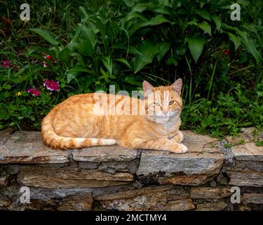 Ginger cat resting in front of the camera, close-up photo of ginger kitten Stock Photo