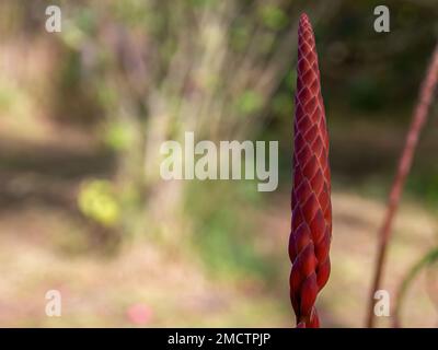 Macro photography of a candelabra aloe bud, captured in a garden near the colonial town of Villa de Leyva in central Colombia. Stock Photo