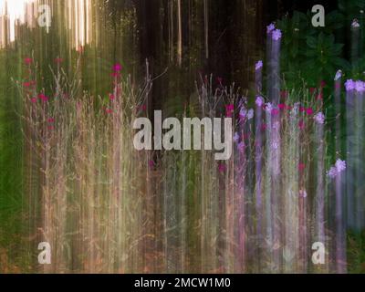 Intentional camera movement of some flowers in a garden near the colonial town of Villa de Leyva in central Colombia. Stock Photo