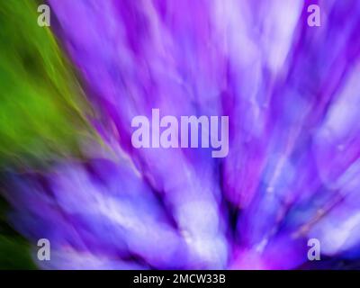 Intentional camera movement of  blue hortensia flowers, macro photography captured in a garden near the colonial town of Villa de Leyva in central Col Stock Photo