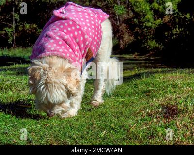 A cute mongrel dog with a pink vest sniffing the grass in a farm near the colonial town of Villa de Leyva in central Colombia. Stock Photo