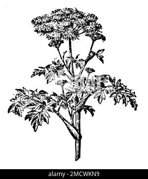 garden angelica, Angelica archangelica Syn. Angelica officinalis,  (encyclopedia, 1910), Arznei-Engelwurz oder Echte Engelwurz, angélique vraie Stock Photo