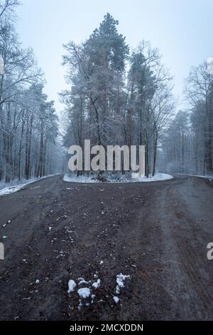 A fork in a dirt road in a winter forest, eastern Poland Stock Photo