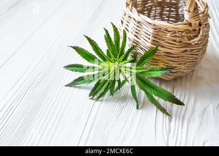 sprout of biological colnus plant used for CBD oil, THC tincture and CBD oil cosmetics outside greenhouse. marijuana leaves, cannabis. Stock Photo