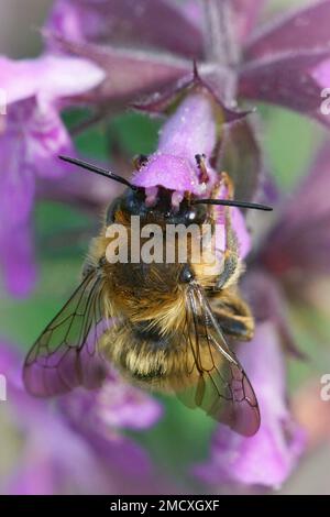 Natural closeup on a male fork-tailed flower bee, Anthophora furcata hanging on a purple flower of hedge woundwort, Stachys sylvatica in the garden Stock Photo