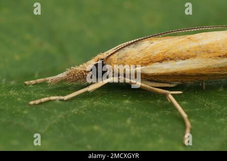 Detailed closeup on a Common grass veneer moth, Agriphila tristella sitting on a green leaf Stock Photo