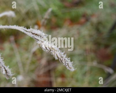 hoar frost on meadow grass Stock Photo
