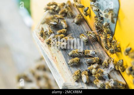 From beehive entrancebees creep out. Honey-bee colony guards the hive from looting honeydew. The bees return to the beehive after the honeyflow. Bee-g Stock Photo