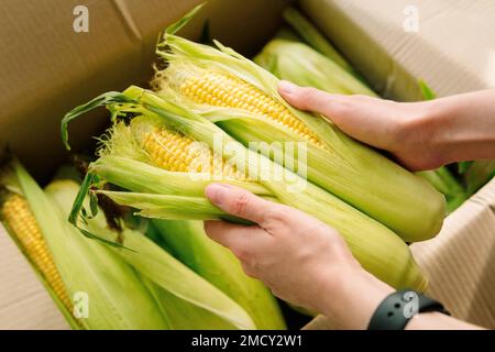 Woman's hands hold clean corn cobs. Farmer holding corn cobs harvest in hands in corn field. A close up of woman hands holds a corn in a box.  Stock Photo