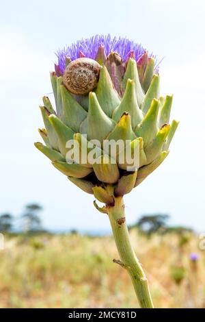 Flowering artichoke with snail in a field in northern Cyprus. Stock Photo