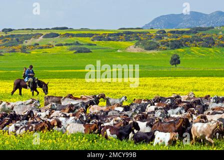 A goat herder with his son in spring on the Karpaz penins Stock Photo