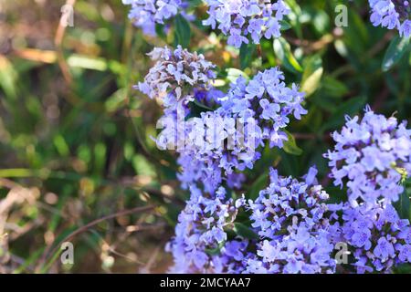 Thyme and oregano grows in the wild. Medical herb and spice. Plant background Stock Photo