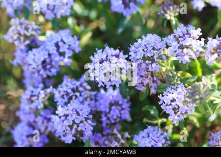 Thyme and oregano grows in the wild. Medical herb and spice. Plant background Stock Photo