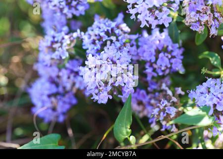 Thyme and oregano grows in the wild. Medical herb and spice. Plant background Stock Photo