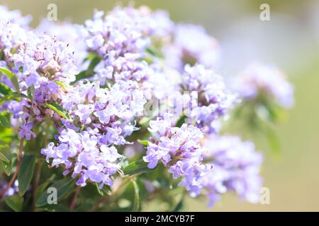 Thyme and oregano grows in the wild. Medical herb and spice. Plant background Stock Photo