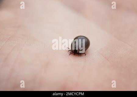 Fully fed tick on human hand. Close-up view of parasite on skin. Stock Photo