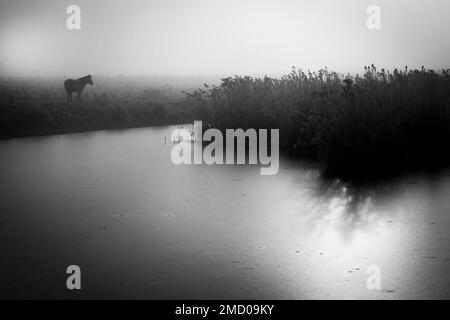 A cold Konik pony looks at the frozen pond at Wicken Fen in January 2023 Stock Photo