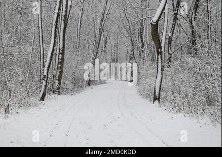 Vienna, Austria. 22nd January, 2023. The first snow in Vienna in the Prater Stock Photo