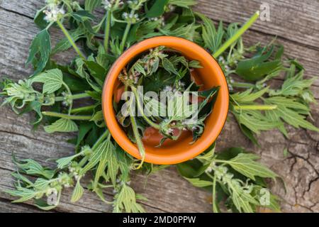 Leonurus cardiaca, motherwort, throw-wort, lion's ear, lion's tail medicinal plant. Ingredient for cosmetology and non-traditional medicine. Blooming Stock Photo