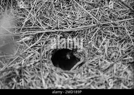 A wasp's hole in the forest is in the ground, around the fallen needles of conifers. Stock Photo