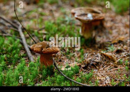 Two poisonous mushrooms grow in the forest next to each other. Stock Photo