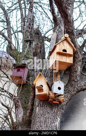 Large Bird Feeder In Autumn Birch Forest. Autumn Landscape Stock Photo 