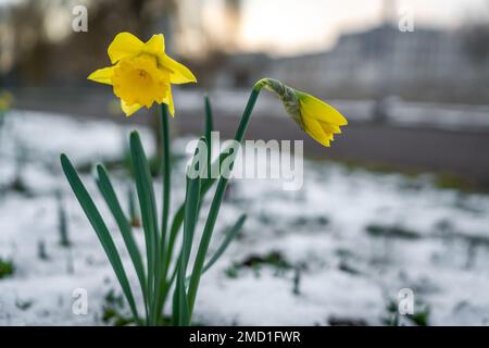 Yellow narcissus flower blooming in early spring, daffodil flower in the snow, selective focus Stock Photo