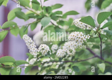 Selective focus on a blooming branch of a white Bird cherry. Bright spring flowers. Trees in flowers. Close-up image of spring blooming, white flowers. High quality photo Stock Photo