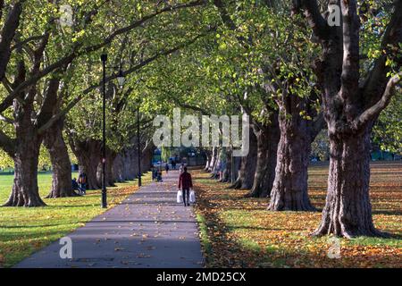 Avenue of trees in Jesus Green Park in autumn, Cambridge, Cambridgeshire, England, UK Stock Photo