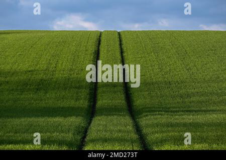 Parallel Line Tractor Tracks Climbing a Hill in a Field Full of Crops, near Whitegate, Cheshire, England, UK Stock Photo