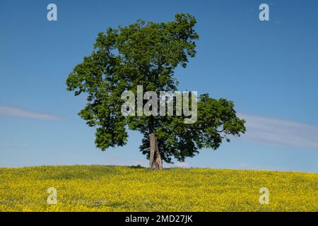 Ash Tree (Fraxinus excelsior) in a field of yellow Rapeseed, Higher Wych, near Malpas, Cheshire, England, UK Stock Photo
