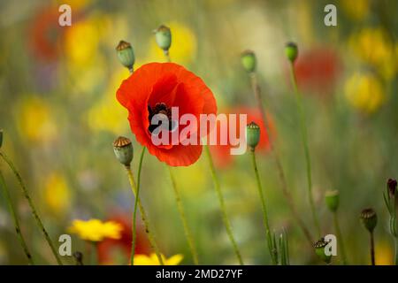 Red Poppy in wildflower meadow at Oscroft, near Tarvin, Cheshire, England, UK Stock Photo