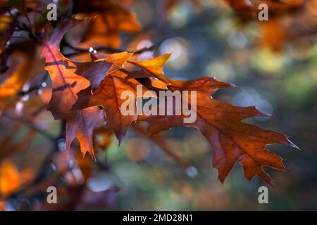 Backlit Autumn Leaves, The Lovell Quinta Arboretum, Swettenham, Cheshire, England, UK Stock Photo