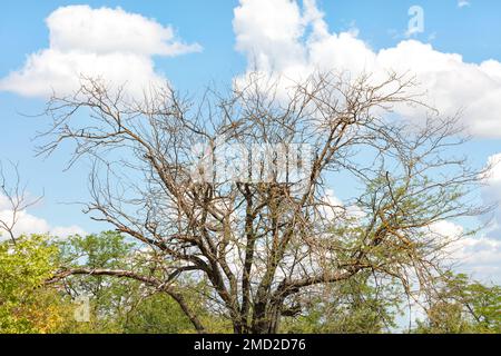 The branches of a sprawling withered tree caught on the white clouds in the blue spring sky. Stock Photo
