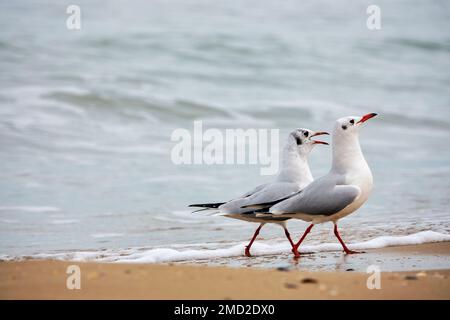 Couple of seagulls on the beach of Pescara, Italy Stock Photo
