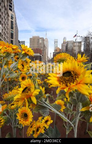 New York, USA. 22nd Jan, 2023. A new installation featuring 333 sunflowers is installed at the Flatiron Plaza on 23rd Street between Fifth Avenue and Broadway to celebrate Ukraine's upcoming National Day of Unity in New York City, United States on January 22, 2023. Credit: Brazil Photo Press/Alamy Live News Credit: Brazil Photo Press/Alamy Live News Stock Photo