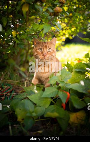 curious ginger cat outdoors under a bush on a sunny summer day looking at camera curiously Stock Photo