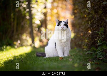 white black cat sitting on the lawn in sunny garden outdoors looking at camera Stock Photo