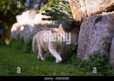 cat on the prowl. ginger cat walking along natural rock mural outdoors looking focused on a sunny day Stock Photo
